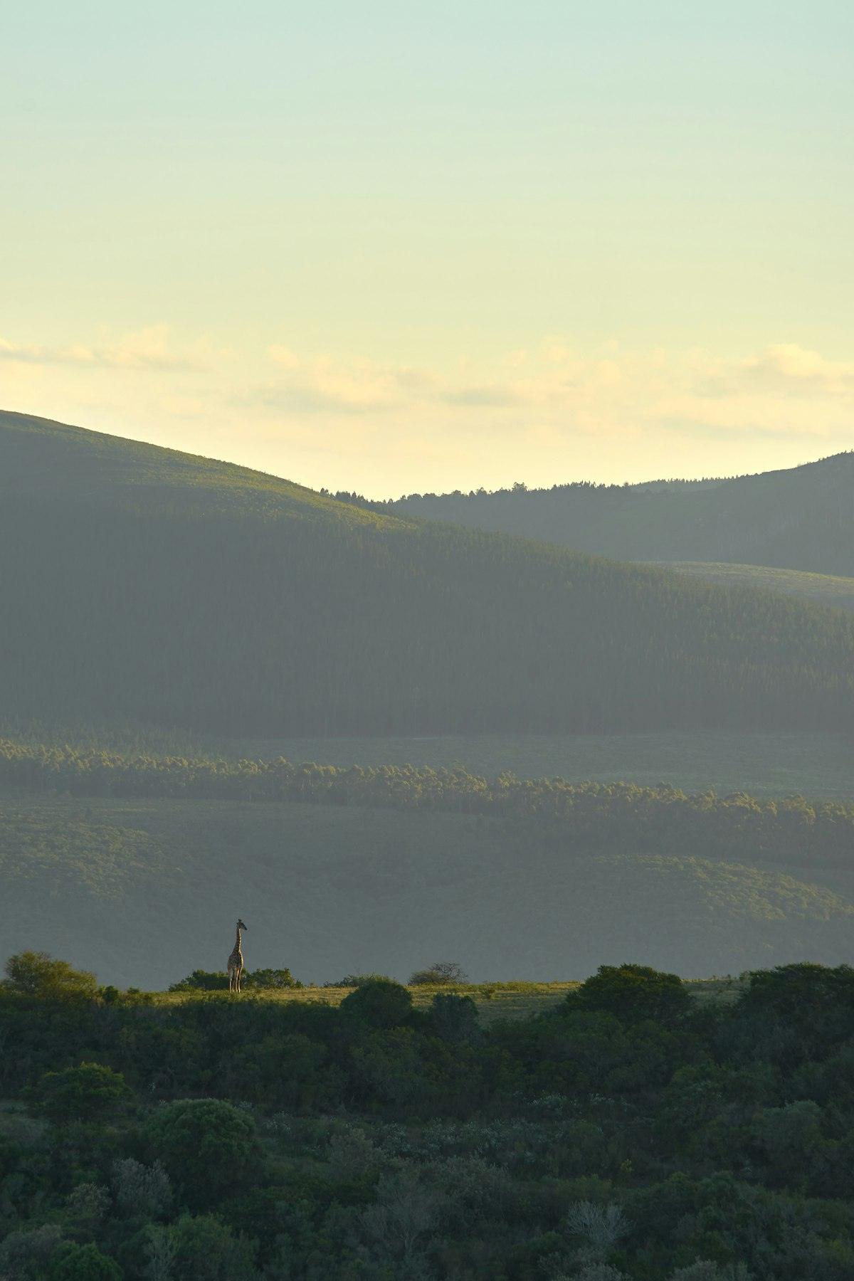 Green forested hills above the water