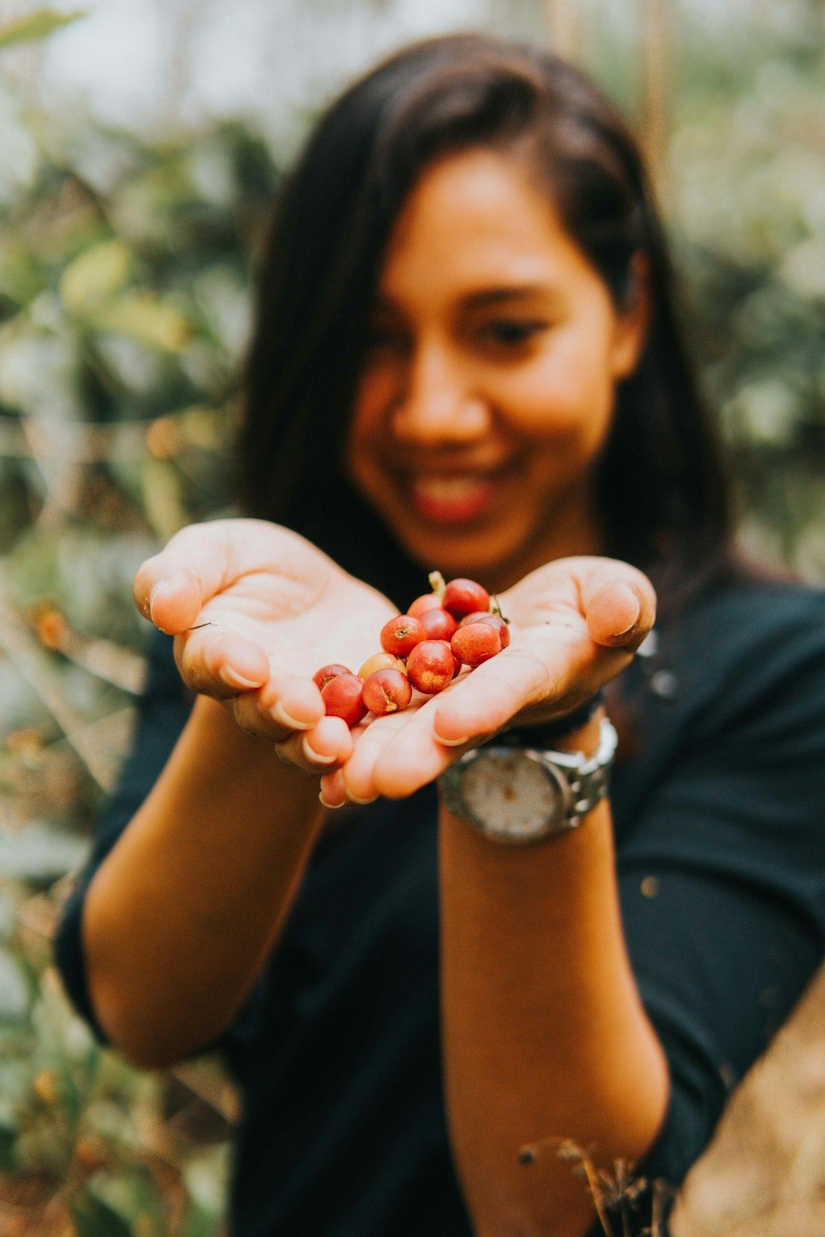 Hands holding freshly picked coffee cherries