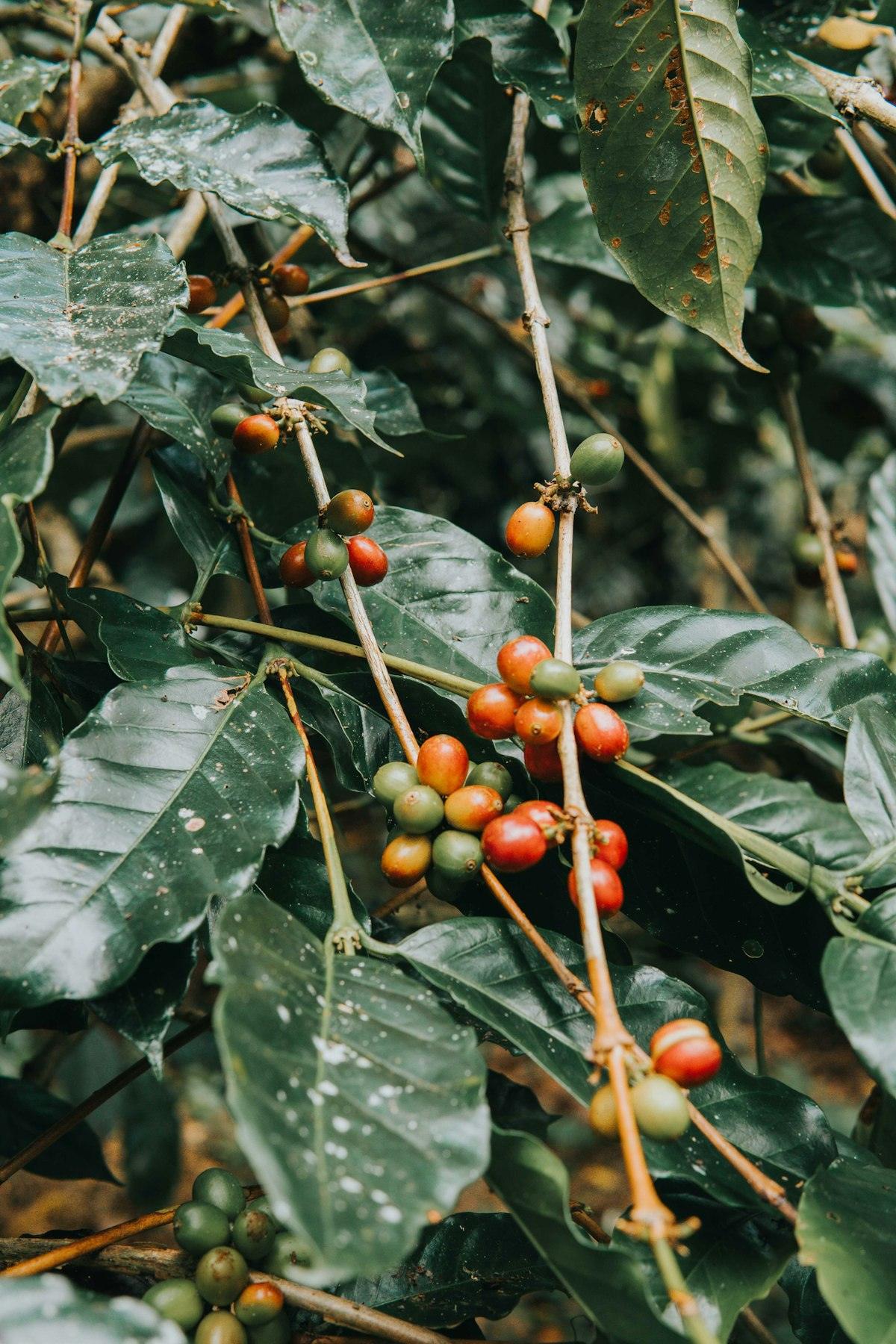 Ripe red coffee cherries on the branch