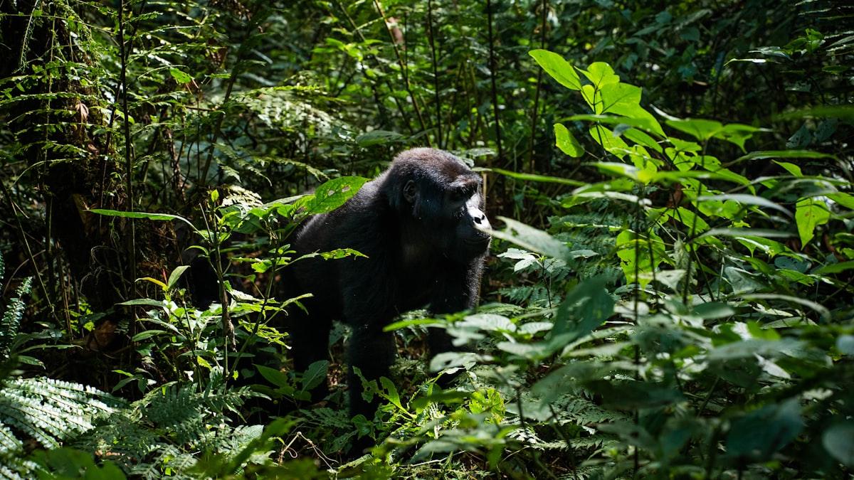 A mountain gorilla at rest in dense green forest