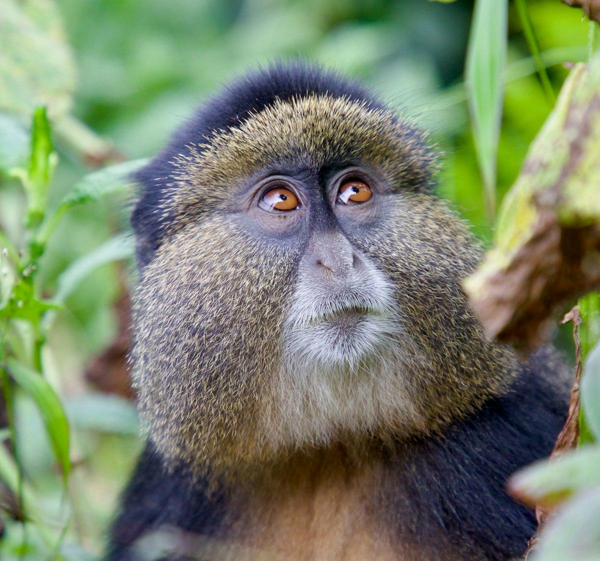 A golden monkey looking up from the bamboo understorey